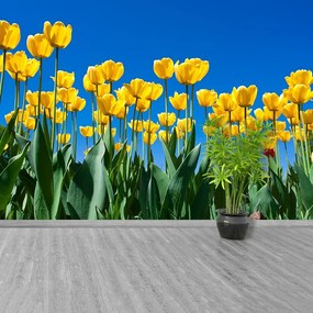 Fototapeta Vliesová Tulipán kvety 312x219 cm