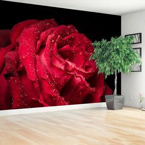 Fototapeta Vliesová Červená ruža 416x254 cm