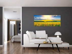 Obraz - Pole slnečníc (120x50 cm)
