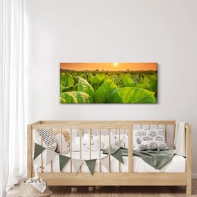 Obraz - Pole (120x50 cm)