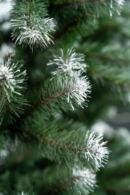 Limpol Jedľa Beata 1,80 m