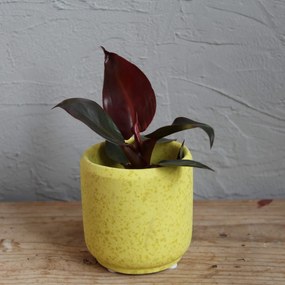 Philodendron Red Sun baby