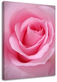 Obraz na plátně Růžový květ rostlina - 60x90 cm
