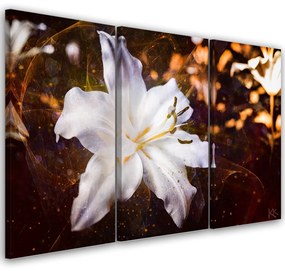 Obraz na plátně třídílný, Bílá Lily na hnědém pozadí - 150x100 cm