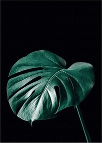 Plagát Dark Monstera