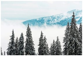 Fototapeta zasnežené borovicové stromy