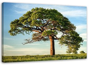 Obraz na plátně Strom Krajina Příroda - 120x80 cm