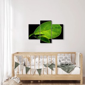 Obraz - zelený list (90x60 cm)