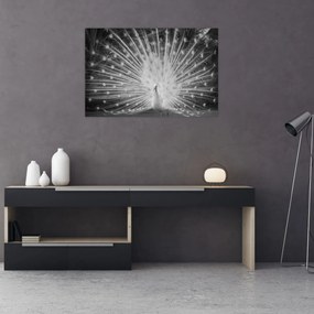 Obraz - Biely páv (90x60 cm)