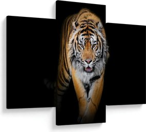 Obraz - Tiger (90x60 cm)