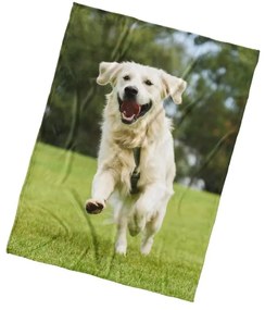 Mikroplyšová deka Pes Zlatý Retriever 150x200 cm