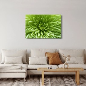 Obraz - Makro snímka rastliny (90x60 cm)