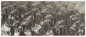 Obraz - Stádo pakoňov (120x50 cm)