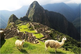 Obraz - Lamy v Machu Picchu (90x60 cm)