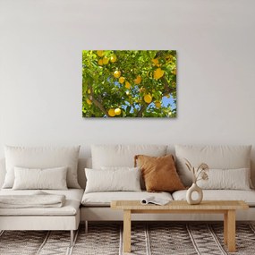 Obraz - Citrónovník (70x50 cm)