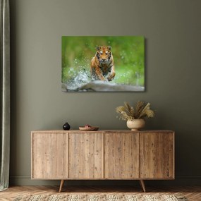Obraz - Bežiaci tiger (90x60 cm)
