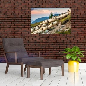 Obraz - Stádo oviec (90x60 cm)