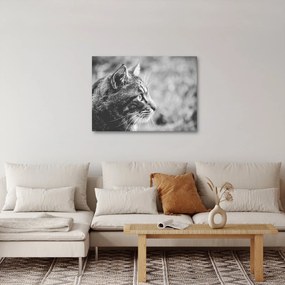Obraz - Mačka (70x50 cm)