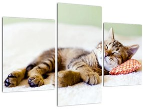 Obraz - Spiace mačiatko (90x60 cm)