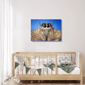 Sklenený obraz detailu pavúka (70x50 cm)