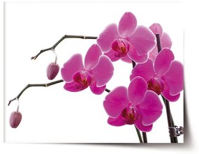 Sablio Plagát Fialové orchidey - 60x40 cm