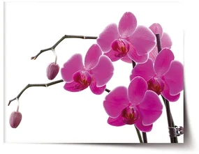 Sablio Plagát Fialové orchidey - 60x40 cm