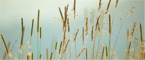 Obraz - Lúčny okamih (120x50 cm)