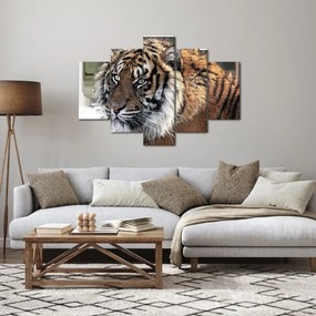 Obraz tigra (150x105 cm)