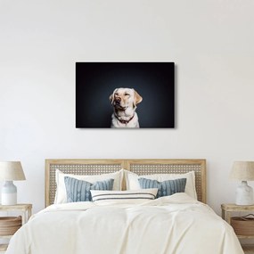 Obraz labradora (90x60 cm)