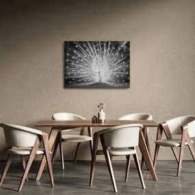 Obraz - Biely páv (70x50 cm)