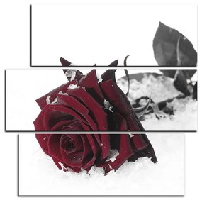 Obraz na plátne - Ruža na snehu - štvorec 3103FC (75x75 cm)