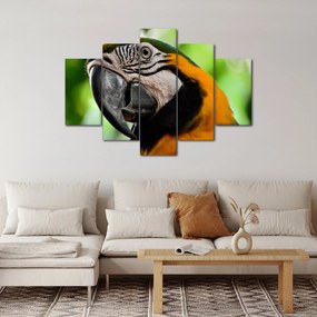 Obraz papagája (150x105 cm)