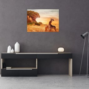 Obraz - Žirafy v Afrike (70x50 cm)