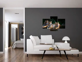 Obraz - Tigrii bratia (90x60 cm)