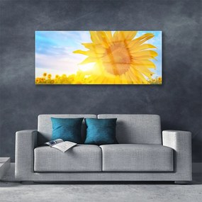 Obraz plexi Slnečnica kvet slnko 125x50 cm