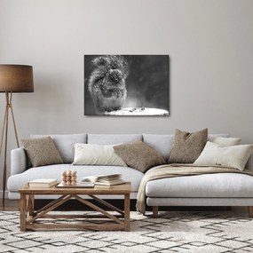 Obraz - Veverička v zime (70x50 cm)