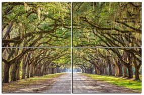 Obraz na plátne - Historické dubové stromy lemované poľnou cestou 1239E (150x100 cm)