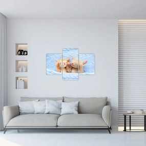Obraz - Spiace mačiatka (90x60 cm)