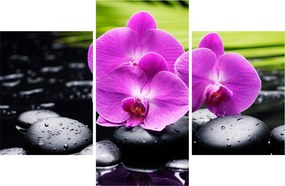 Obraz - Orchidey (90x60 cm)