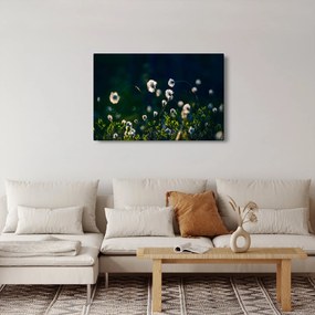 Obraz - Tráva (90x60 cm)