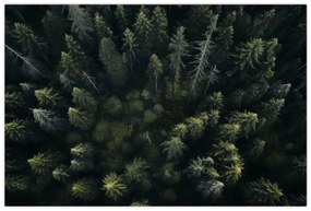 Obraz - Les (90x60 cm)