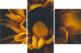 Obraz - Slnečnica v čiernom pozadí (90x60 cm)