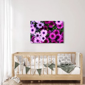 Obraz - Kvety (90x60 cm)