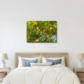 Obraz - Citrónovník (70x50 cm)
