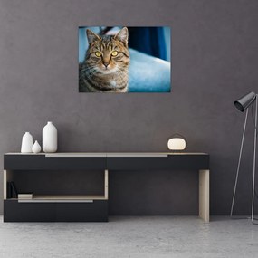 Sklenený obraz - Mačka domáca (70x50 cm)