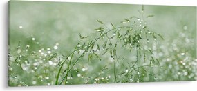 Obraz - Rosa v tráve (120x50 cm)
