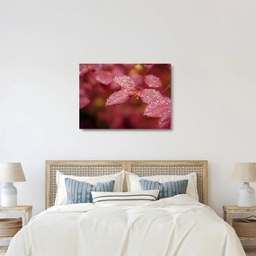 Sklenený obraz - Makro snímka lístka (70x50 cm)