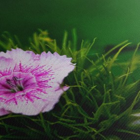 Obraz ružového kvetu (90x60 cm)
