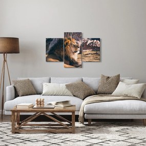 Obraz ležiaceho leva (90x60 cm)