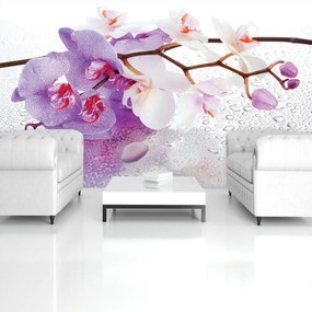 Fototapeta - Orchidey (254x184 cm)